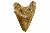 Serrated, Fossil Megalodon Tooth - Indonesia #279202-2